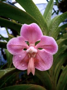 Vanda foetida