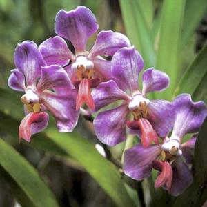 Vanda foetida