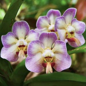 Vanda foetida