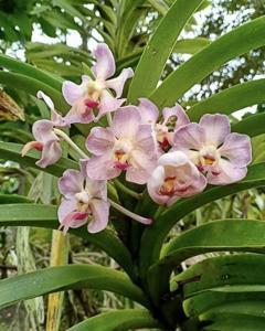 Vanda foetida