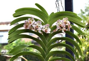 Vanda foetida