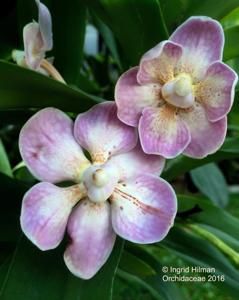 Vanda foetida