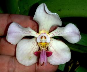 Vanda foetida