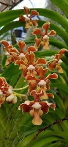 Vanda furva