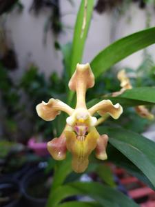 Vanda helvola