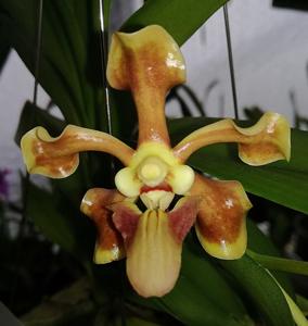 Vanda helvola