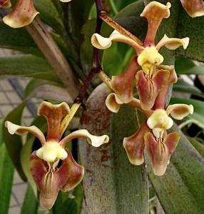 Vanda helvola