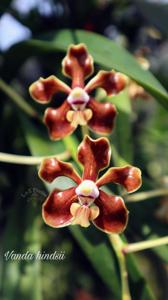 Vanda hindsii