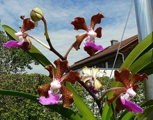 Vanda insignis