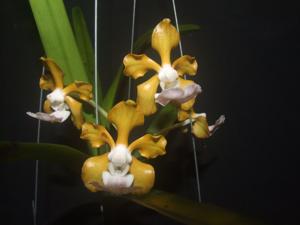 Vanda insignis