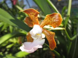 Vanda insignis