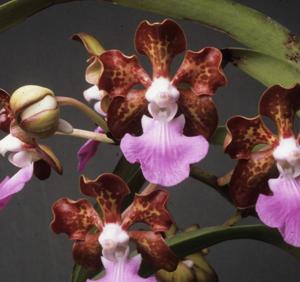 Vanda insignis