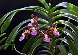 Vanda insignis