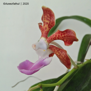 Vanda insignis