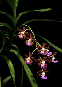 Vanda insignis