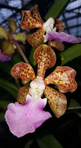 Vanda insignis