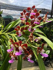 Vanda insignis