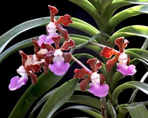 Vanda insignis