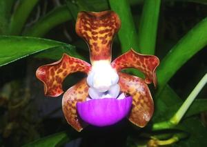 Vanda insignis