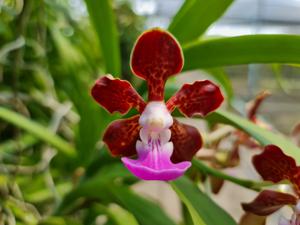 Vanda insignis