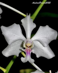 Vanda javierae