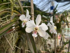 Vanda javierae