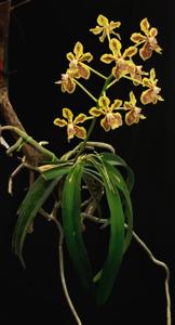 Vanda lamellata