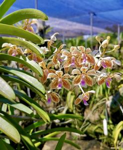 Vanda lamellata