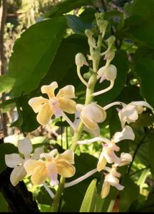 Vanda lamellata