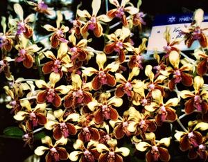 Vanda lamellata