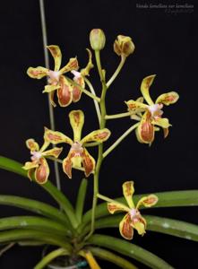 Vanda lamellata