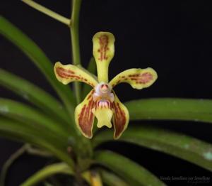 Vanda lamellata