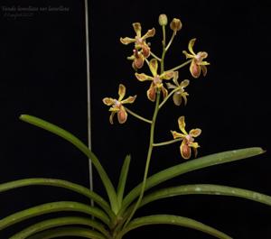 Vanda lamellata