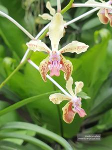 Vanda lamellata