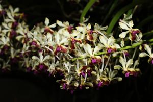 Vanda lamellata