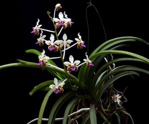 Vanda lamellata