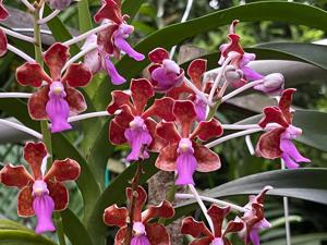 Vanda limbata