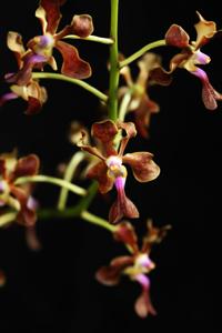 Vanda liouvillei