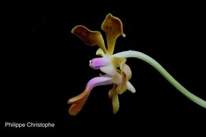 Vanda liouvillei