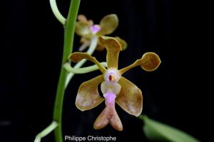 Vanda liouvillei