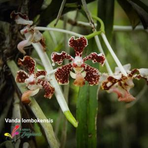 Vanda lombokensis