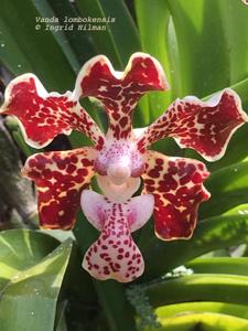 Vanda lombokensis