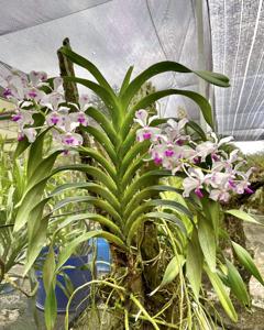 Vanda luzonica