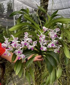 Vanda luzonica