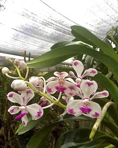 Vanda luzonica