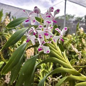 Vanda luzonica