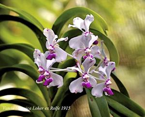 Vanda luzonica