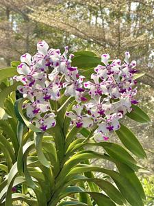 Vanda luzonica