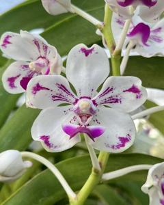 Vanda luzonica