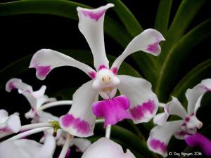 Vanda luzonica